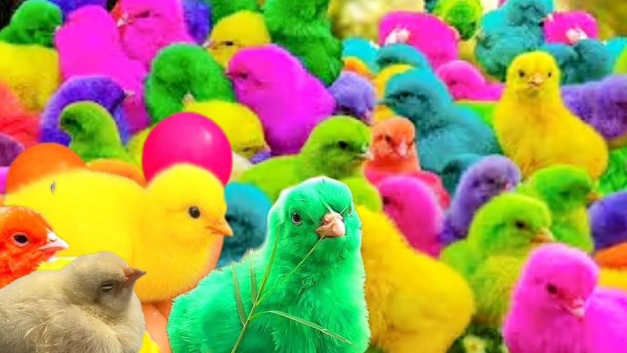 Catch Millions Hamsters,   Colorful Chickens, Rainbow Chickens, Rabbits  , funny Cute  Animals