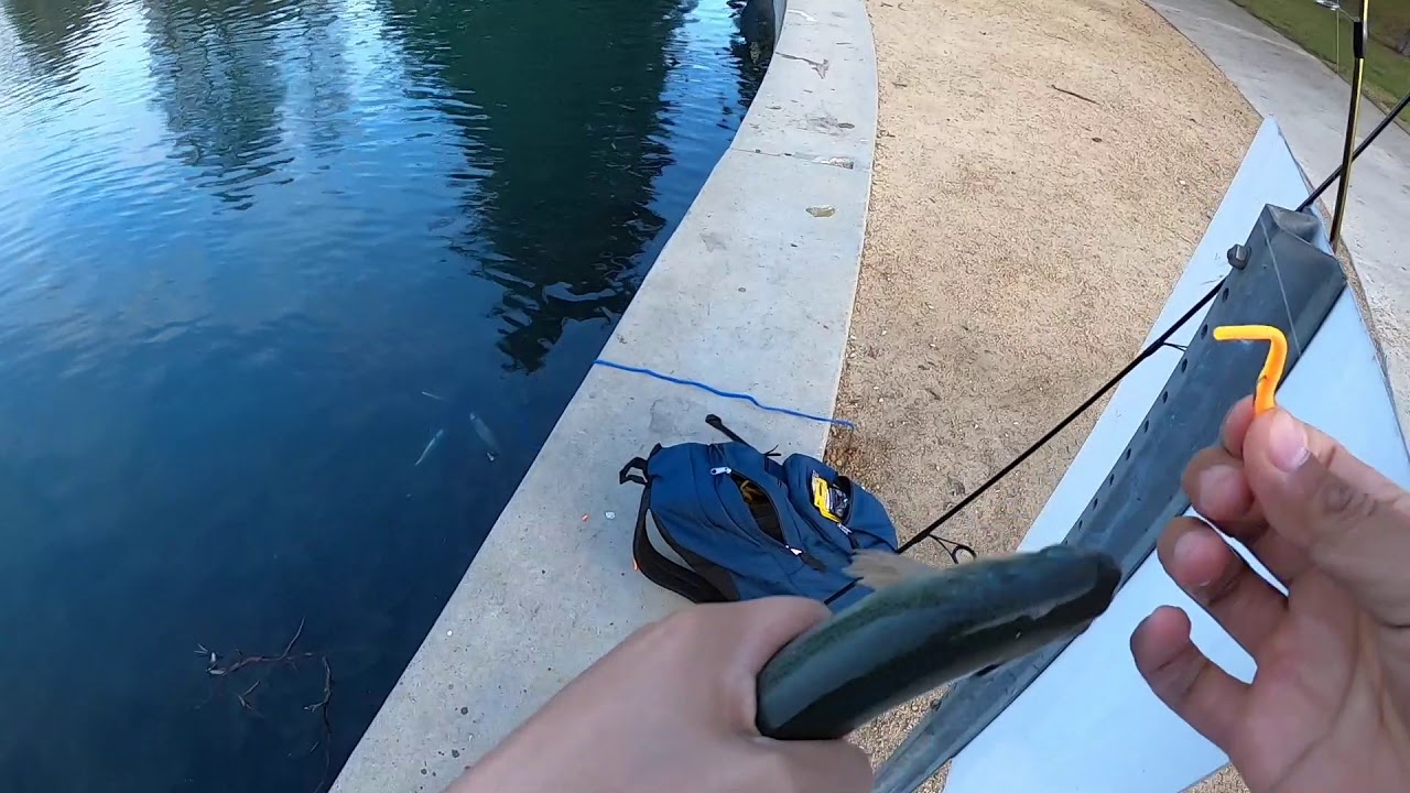 Trout Stock and Fishing at La Mirada Park