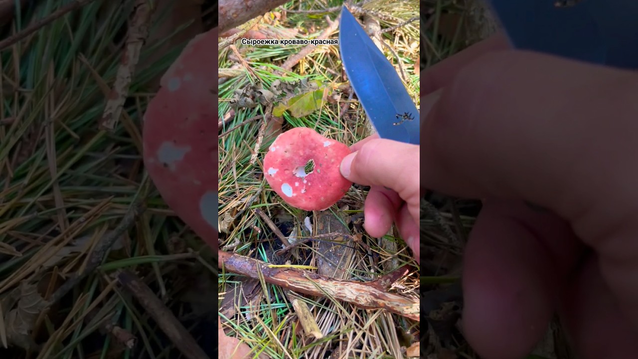 Гриб - бублик🥯 Сыроежка кроваво - красная. Russula sanguinea. Russulaceae. Fungi funghi mushroom 🍄