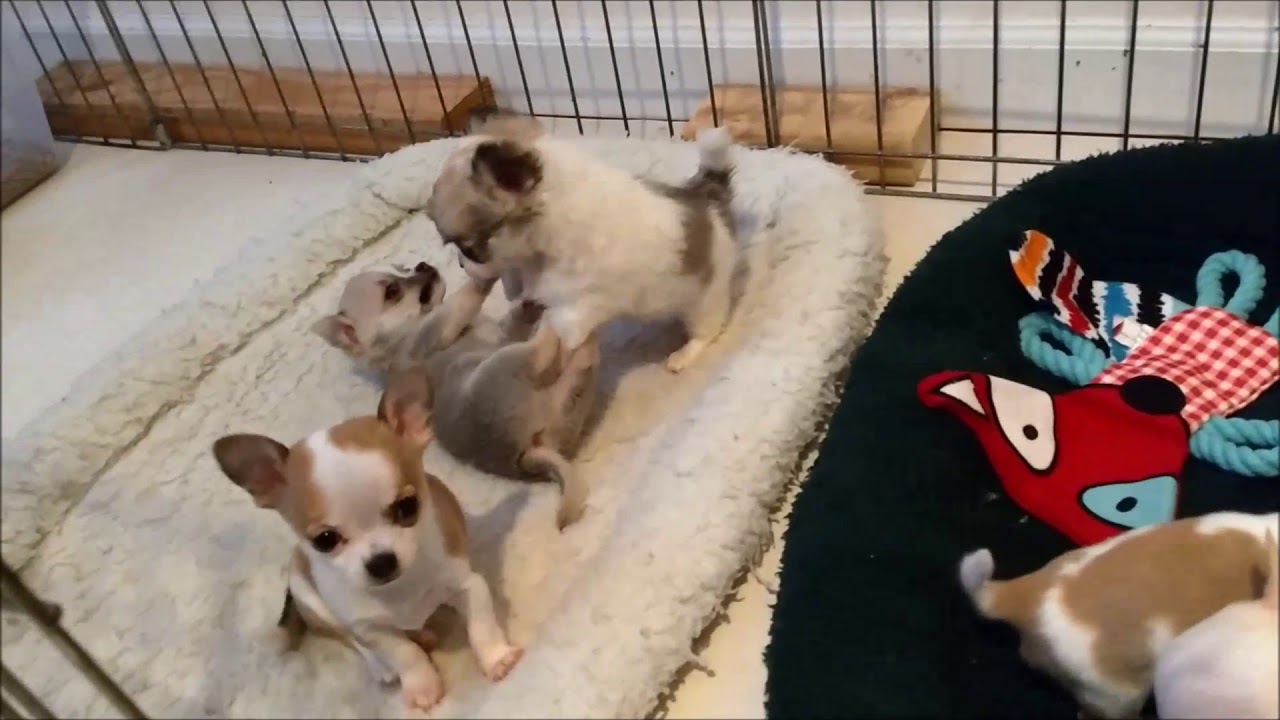 Chihuahua puppy personalities