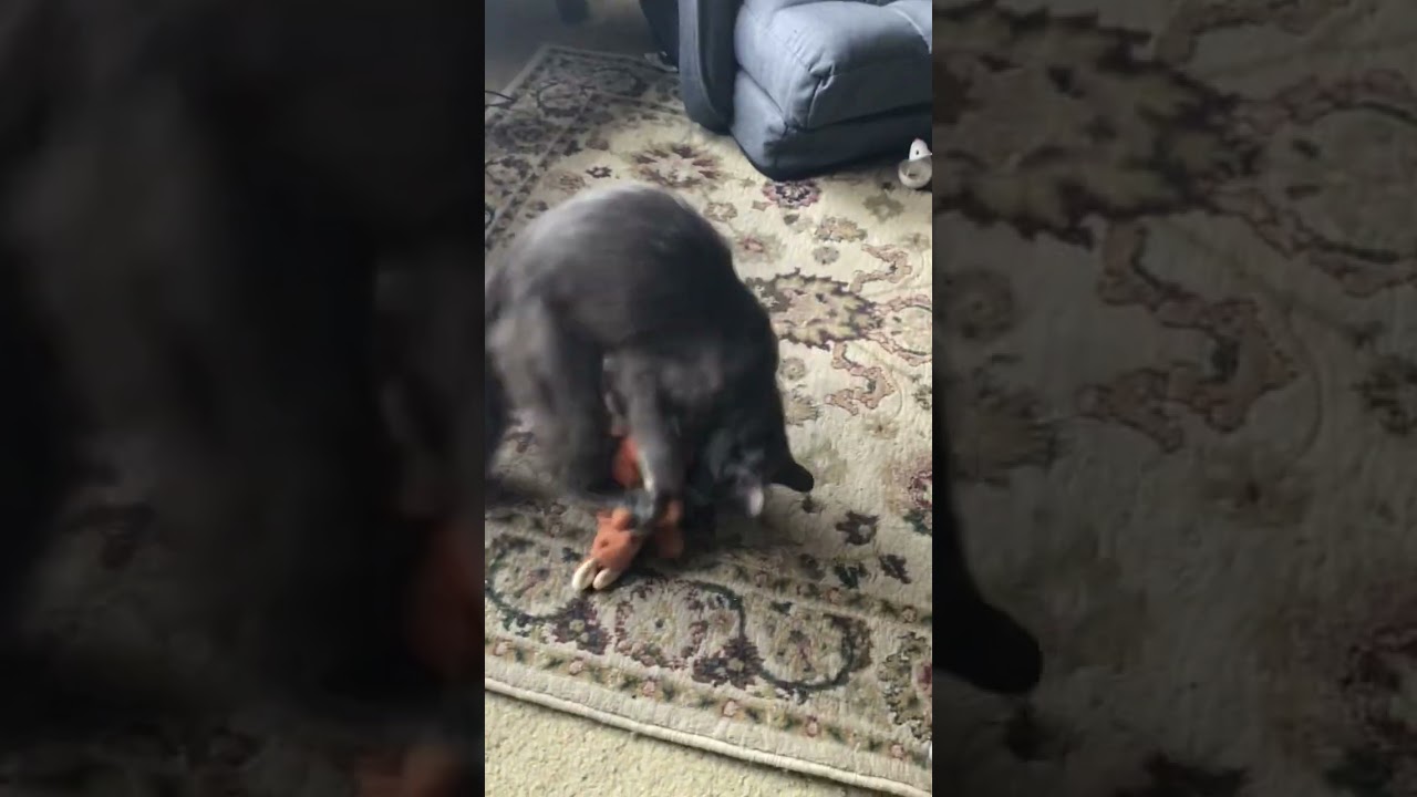 CHARLIE LOVES HER BABIES