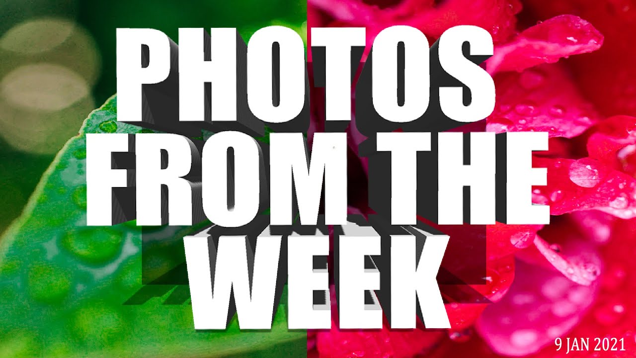 Photos From The Week // feat : Widowed Fairy Penguins by Tobias Baumgaertner!
