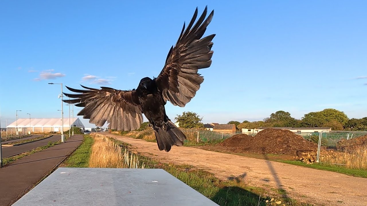 Crow Café - Crows Ban Magpie From The Café 😆🐦‍⬛♥️🖤