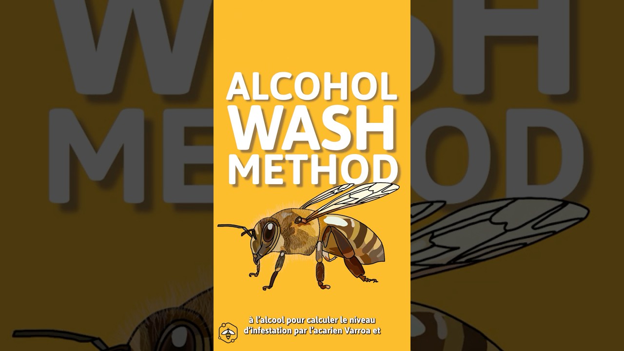 FRENCH | Varroa Mite Monitoring: Alcohol wash method