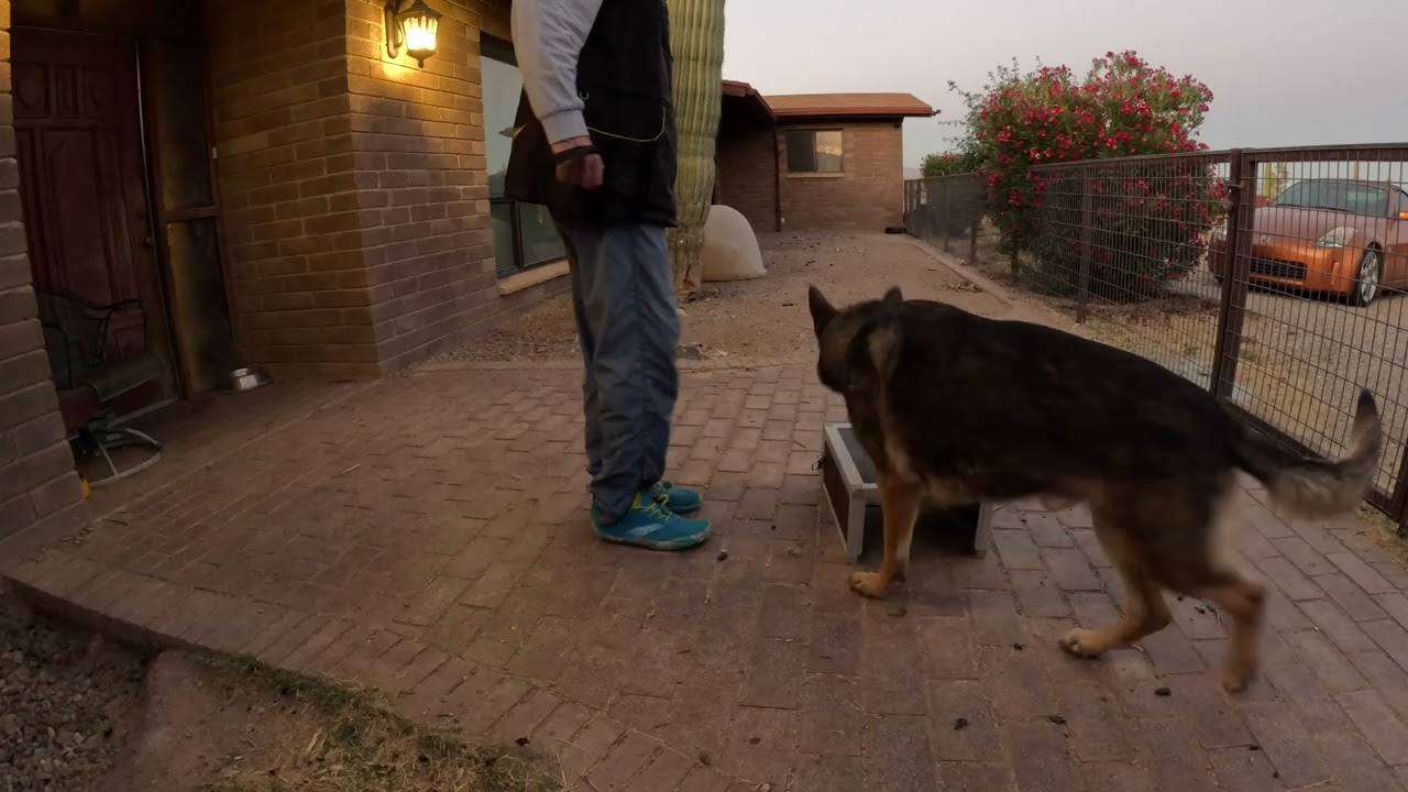 German Obedience Commands Kilo vom Zauberberg
