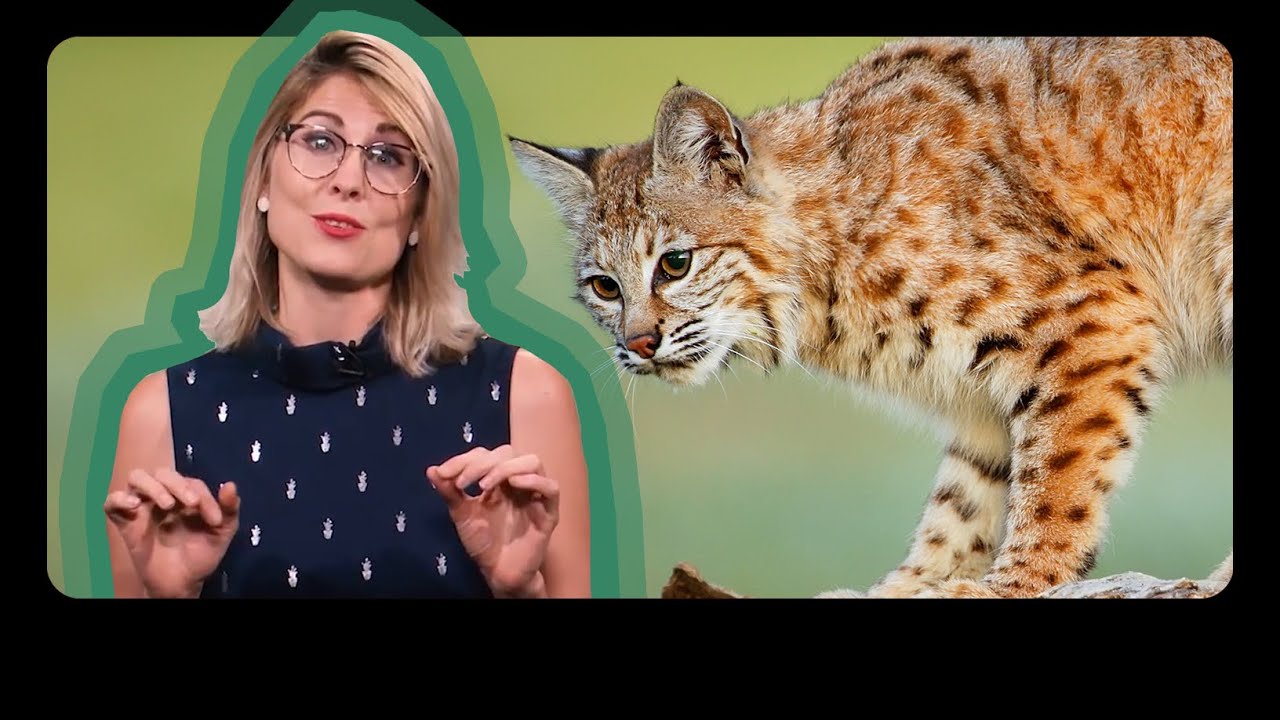 Ferocious Felines Native To Our State | Know Ohio