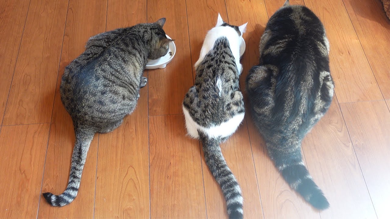 追い詰められた先輩猫を心配する子ねこ。-Kitten Miri is worried about Hana being cornered.-