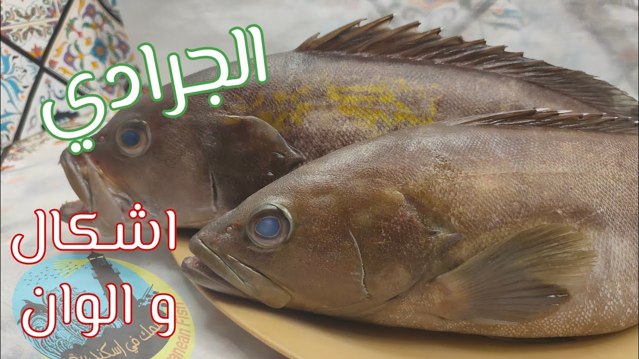سمكة الوقار الجرادي 💛