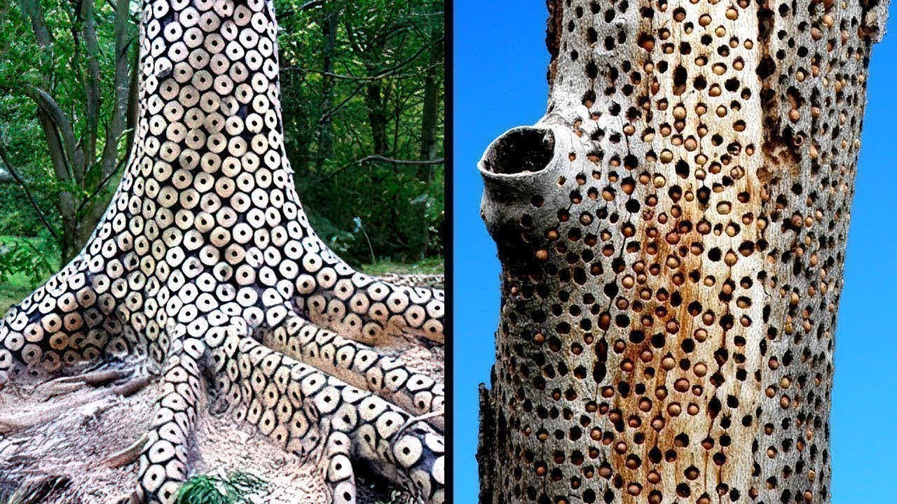 Verbl&uuml;ffende Anomalien Der Natur