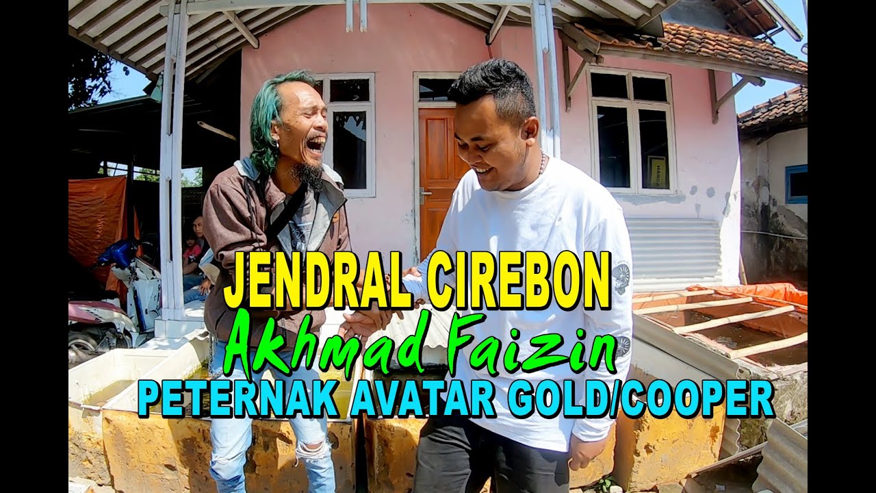 PETERNAK AVATAR GOLD/COOPER AKHMAD FAIZIN CIREBON