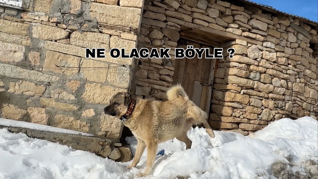 ZALONUN HALİ PERİŞAN BU DURUM HİÇ İYİ DEĞİL NE YAPACAĞIZ BÖYLE ?