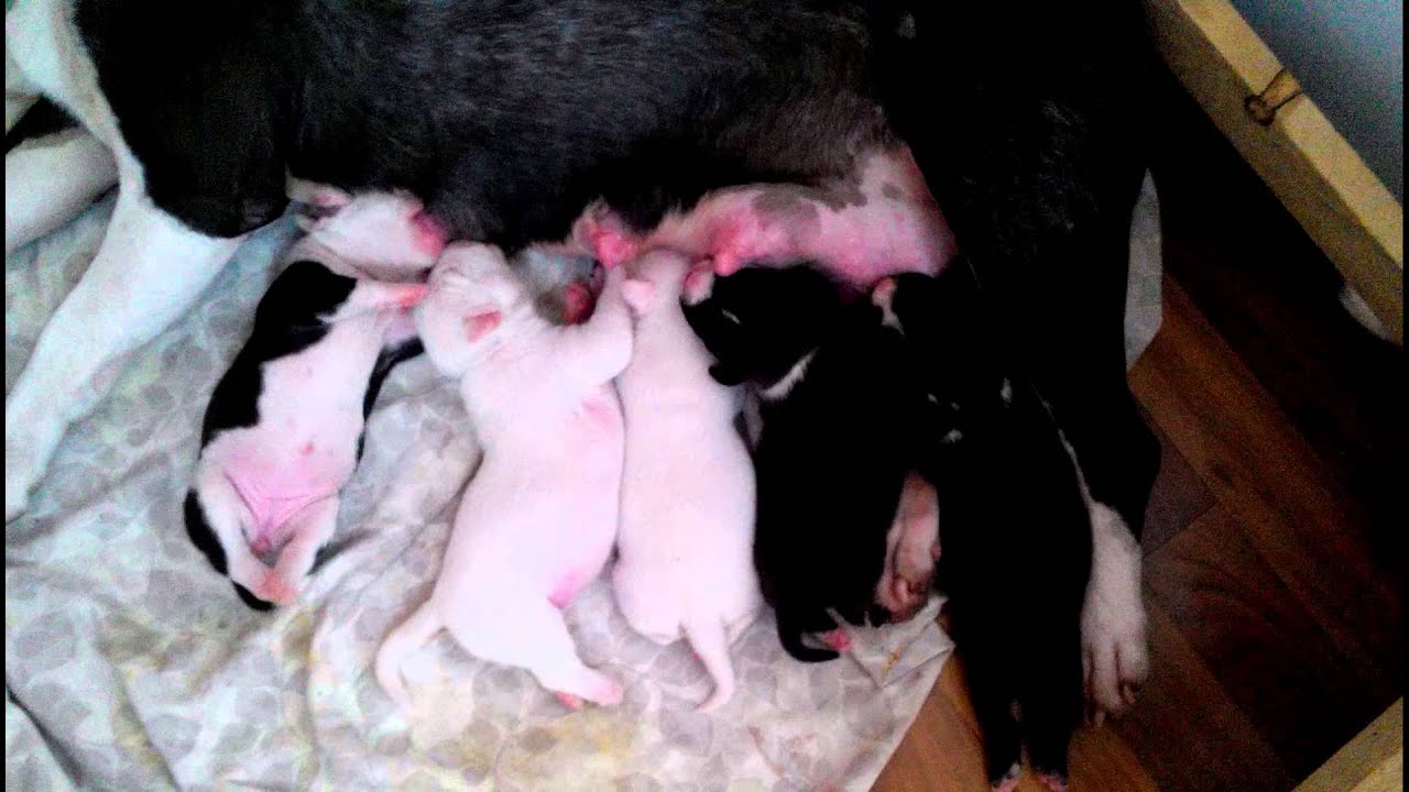 7 days puppies 09/06/2014 Dali & Pandora
