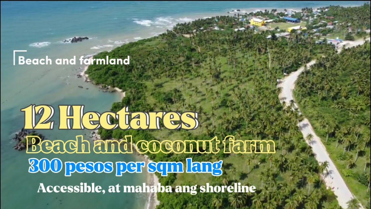 Lot#84 | Beach and coconut farm / San Francisco, Quezon/ Bihira yung ganitong farm