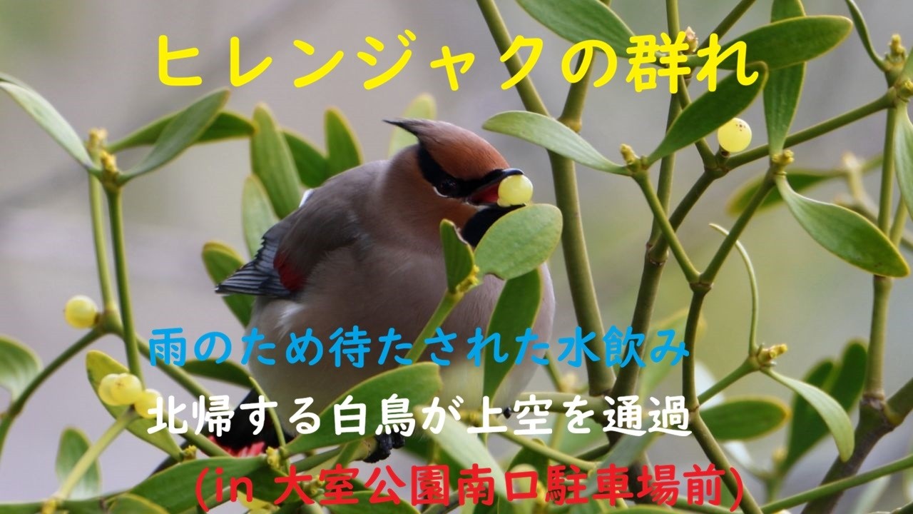 ヒレンジャクの群れ（in 大室公園南口駐車場前）