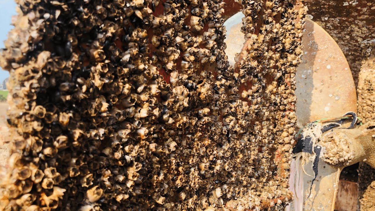 Extreme Barnacles Removal &ndash; ASMR Cleaning Satisfaction