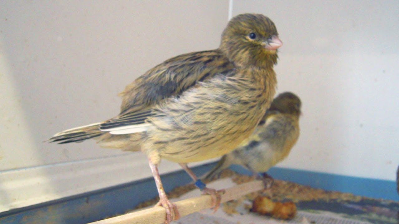 the breeding season must go on - border and fife canaries