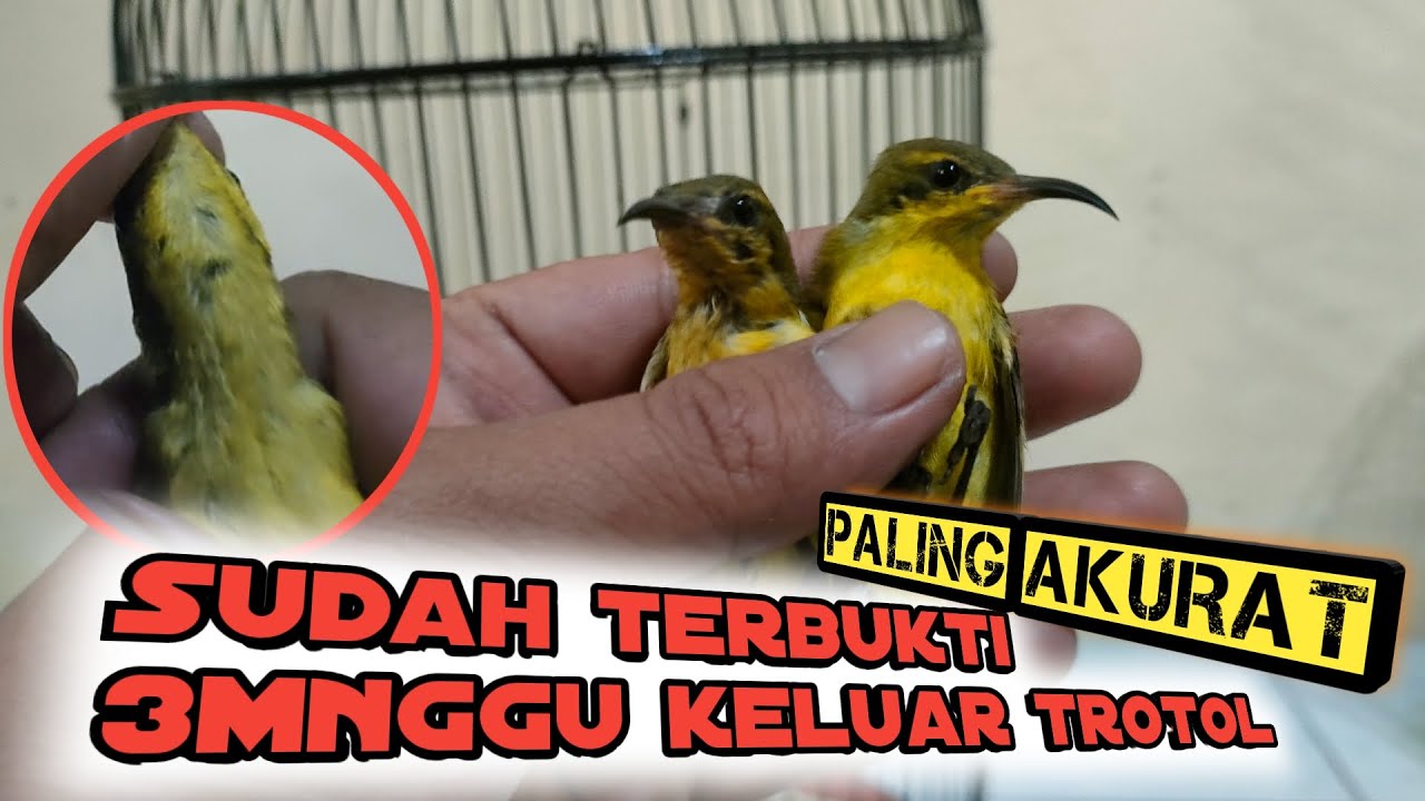 Ternyata tandanya cuma ini‼️terbukti 100% keluar trotolnya