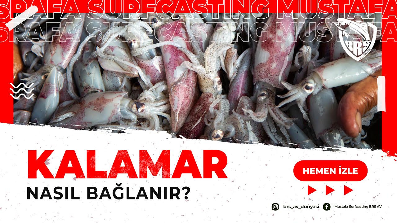 Canlı Yem Kalamar İğneye Nasıl Bağlanır? - Mustafa Surfcasting