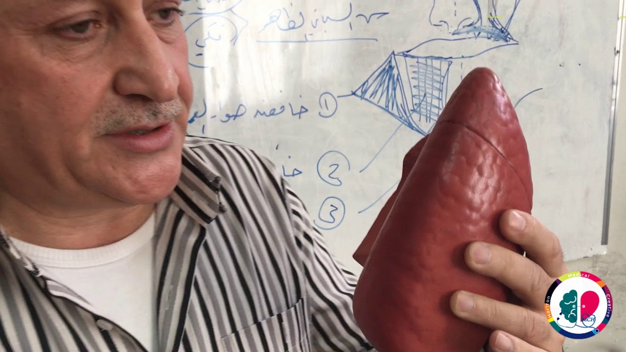 الجلسة الثانية تشريح الصدر والبطن والحوض