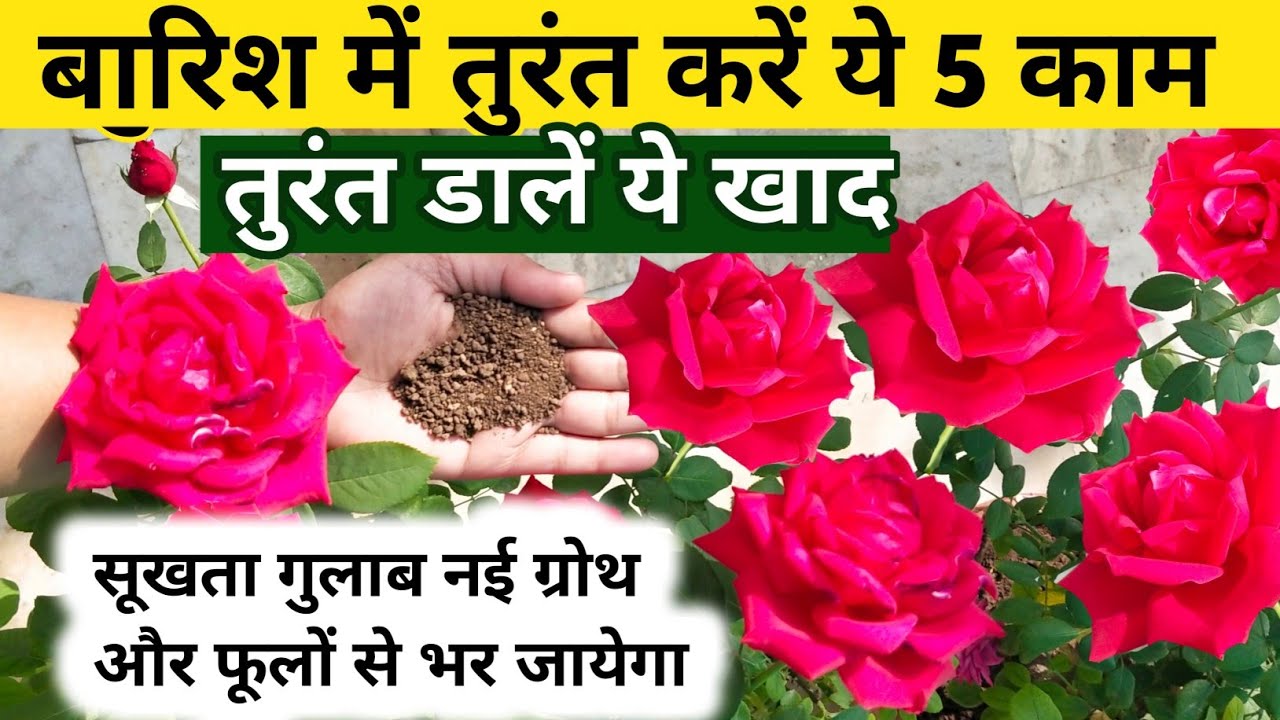 5 Rose Plant Growing Tips.Rose plant care. Gulab.गुलाब की देखभाल कैसे करें.Rose.Rose plant. गुलाब.