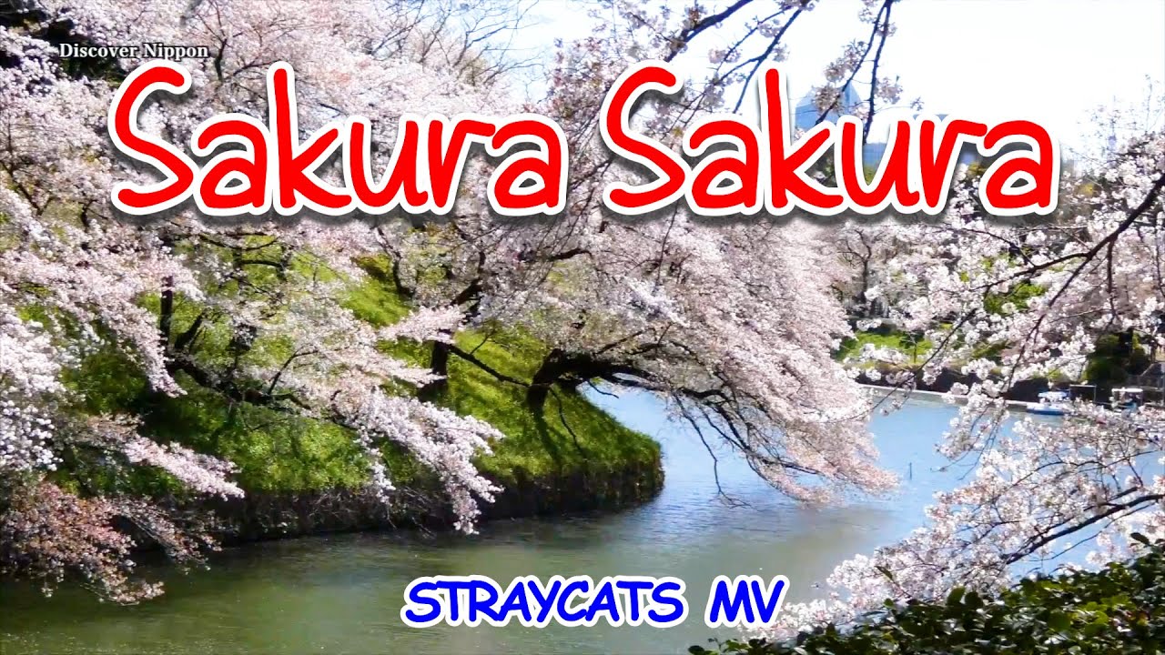 [MV] Sakura Sakura