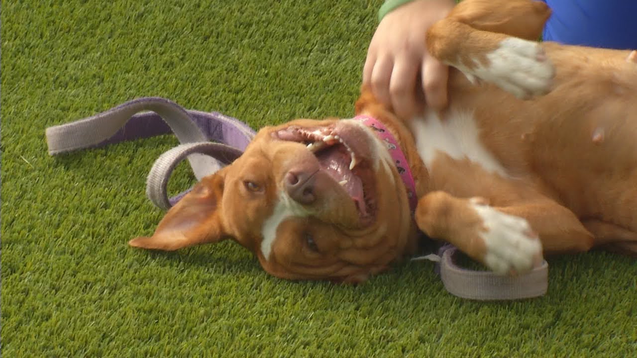 Veterinary Students Learn with Shelter Dogs - KCRG