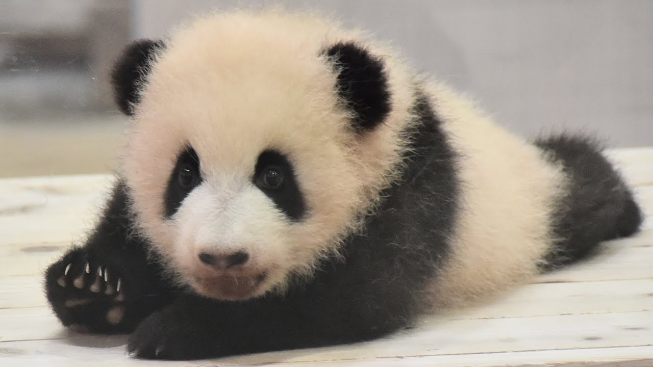 【良浜の赤ちゃん💕】箱入りベビ浜🐼ハイハイがんばるッ！【109日齢】Giant Panda Baby