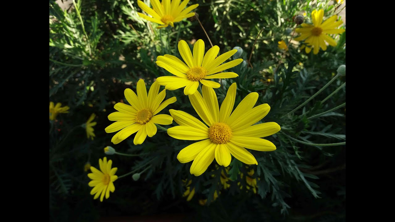 Euryops pectinatus - talea
