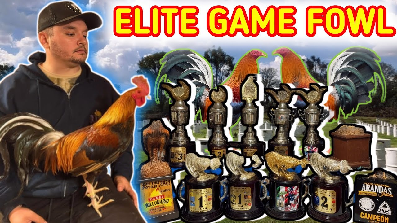 Jorge Velazquez Jr /Elite Game fow La Nueva Cara De La Gallistica 🐓🐓💥🔥🔥🔥
