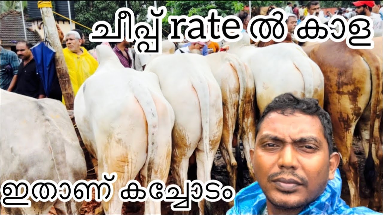 Buffalo market manjeri || ഇതാണ് കച്ചോടം ചീപ്പ് rate ൽ കാള #amazing