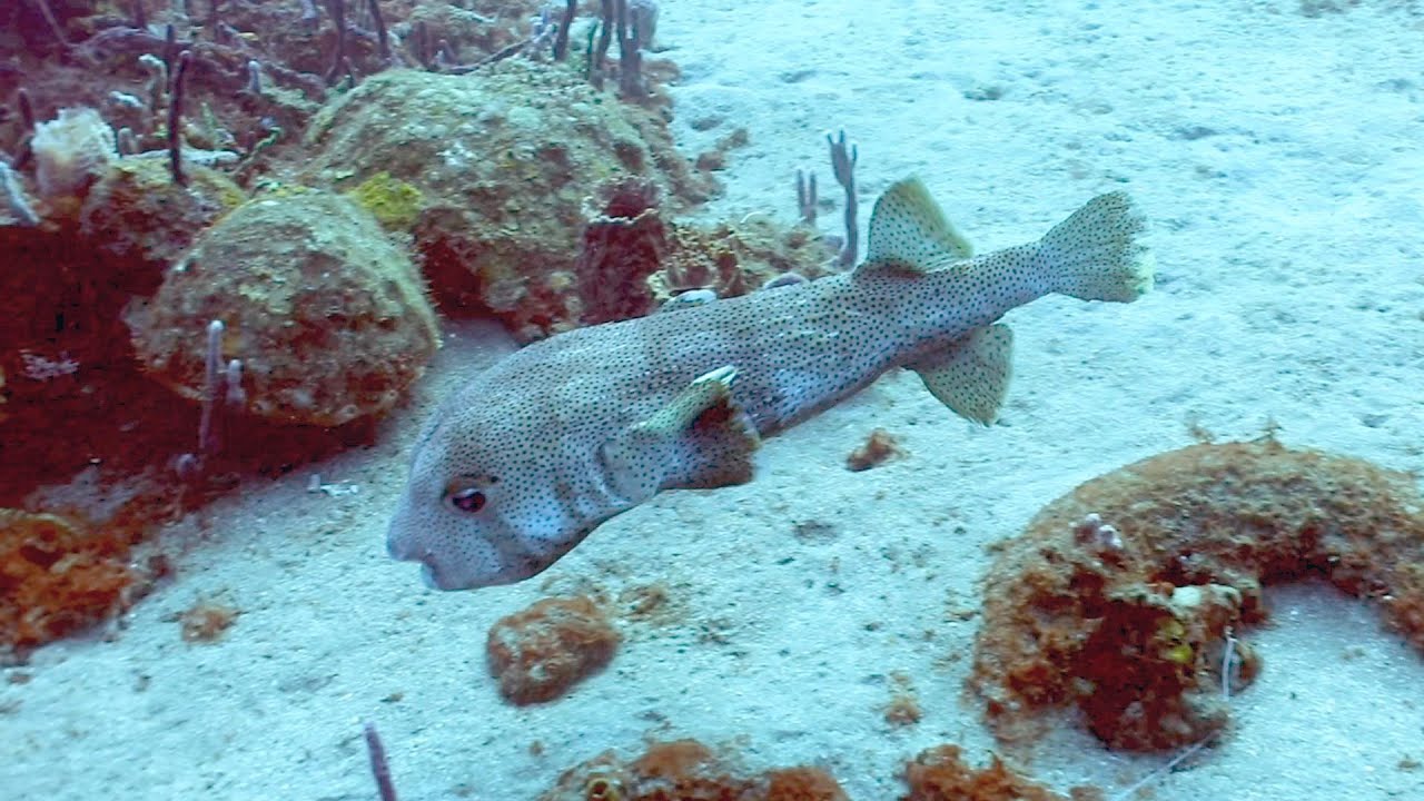HUGE Porcupinefish