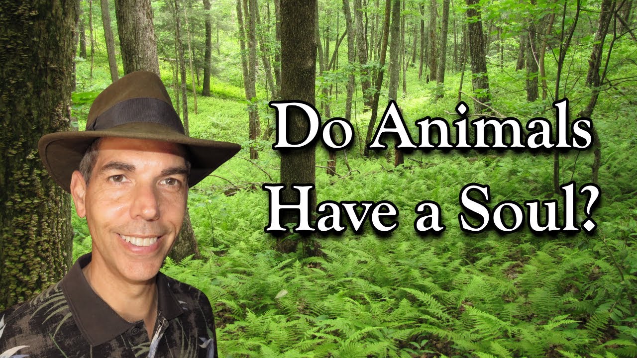 Есть ли у животных душа?