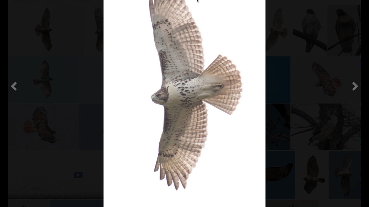 Identifying Juvenile Red-tailed Hawks