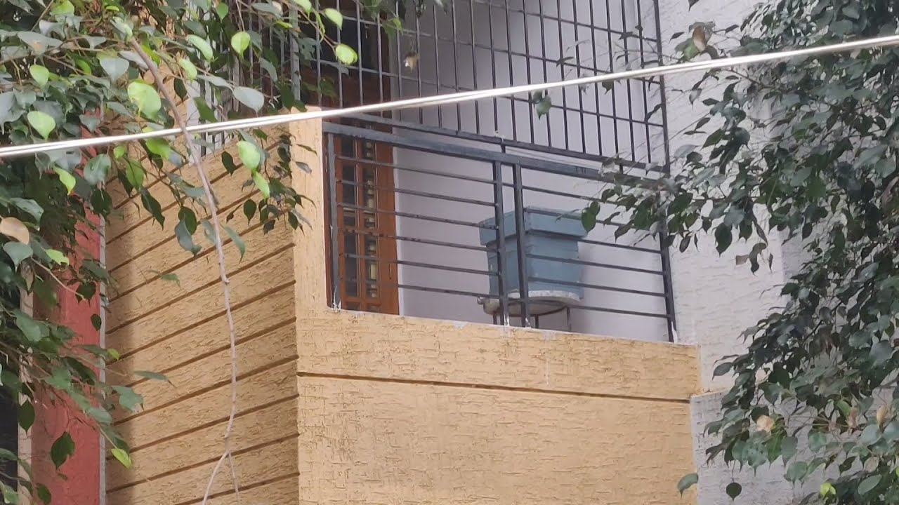 Urban Beekeeping is Easy | Bee's in my Apartment.