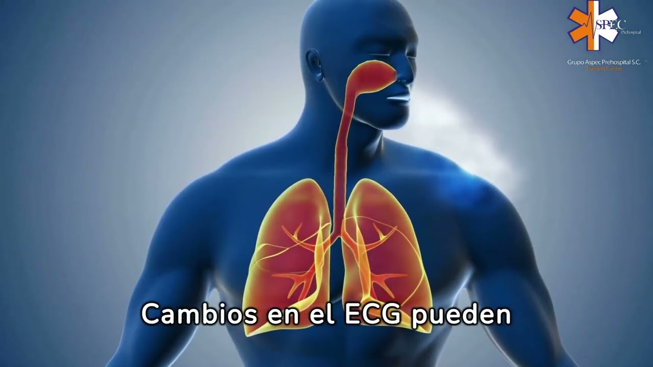 Anatom&iacute;a del Coraz&oacute;n