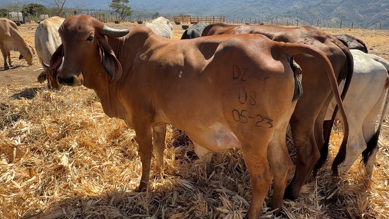 Novilla gyr por parir quien se acuerda de ella 