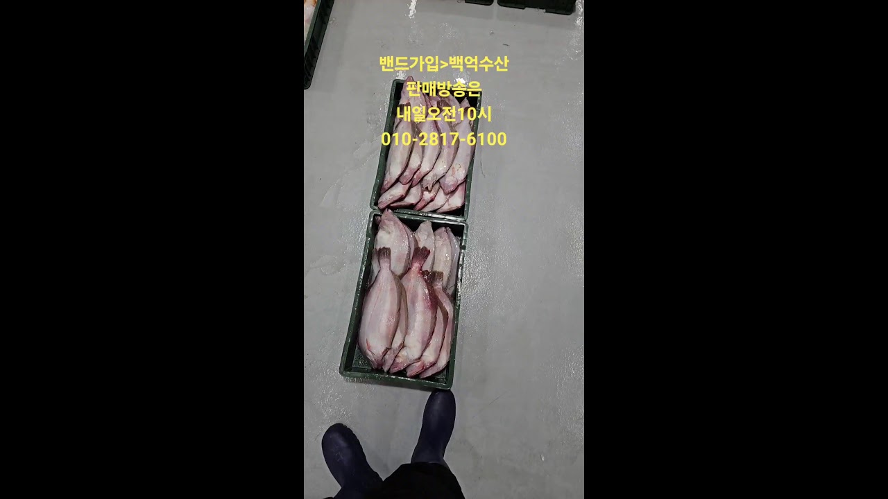 1/26 목포선어위판준비