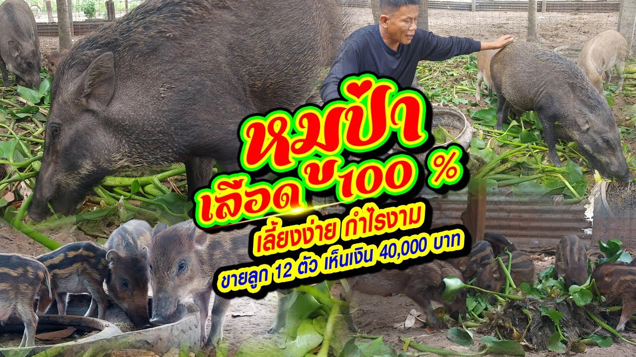 หมูป่าเลือด 100 % เลี้ยงง่าย กำไรงาม ขายลูก 12 ตัว เห็นเงิน 40,000 บาท