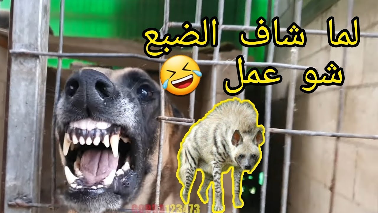 شاهد بالفيديو كلب المالينوا يهاجم كل شيء ولما شاف الضبع عمل نفسه مش شايف مع جمال العمواسي