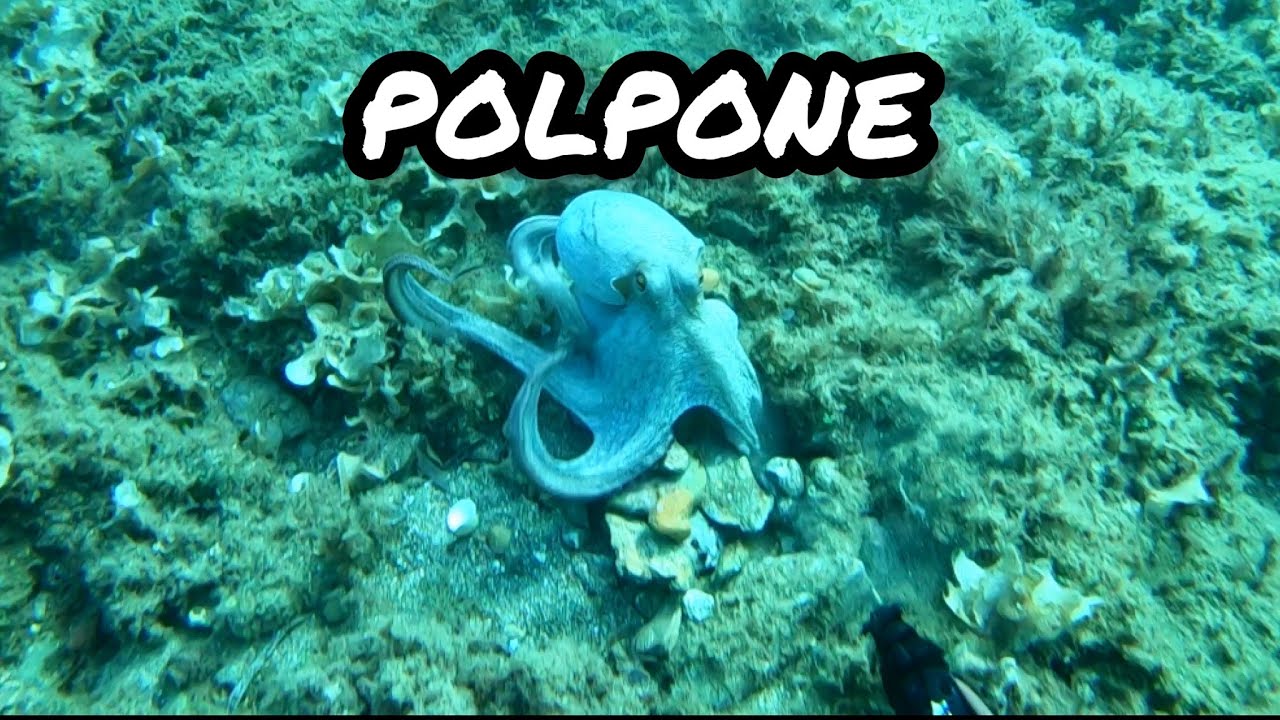 Un super Polpo 🥶🥶 Video Tutorial sul canale #mare #pescasub #octopus #polpo #short #spearfishing