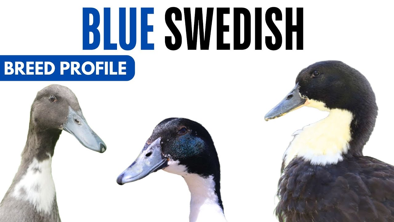 Blue Swedish Duck Breed Profile History Health Issues - Blue Swedish Duck Egg Ratio Lifespan