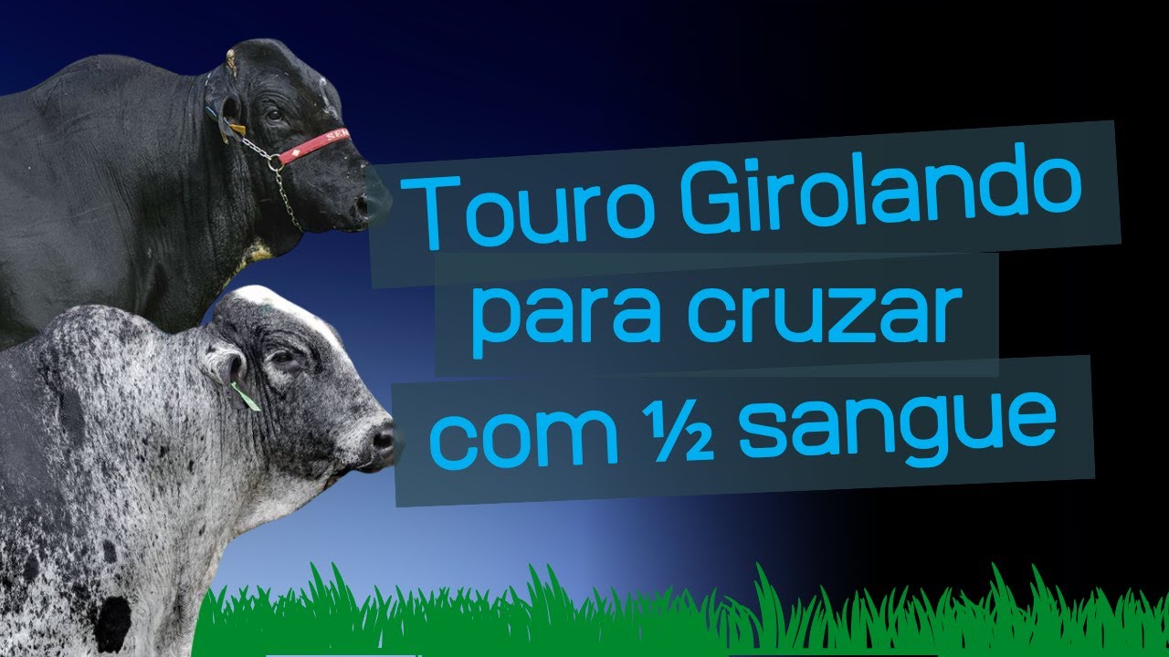 Qual touro Girolando usar em vacas meio sangue?