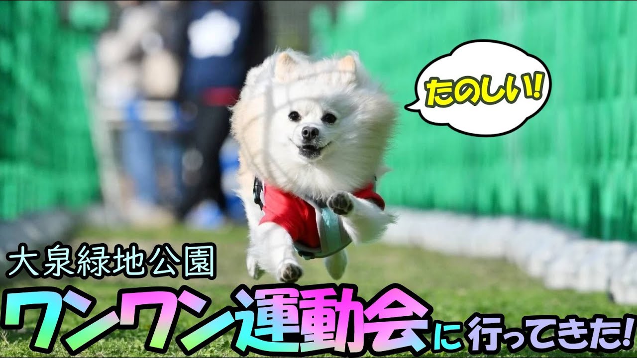 【ワンワン運動会】初参加！