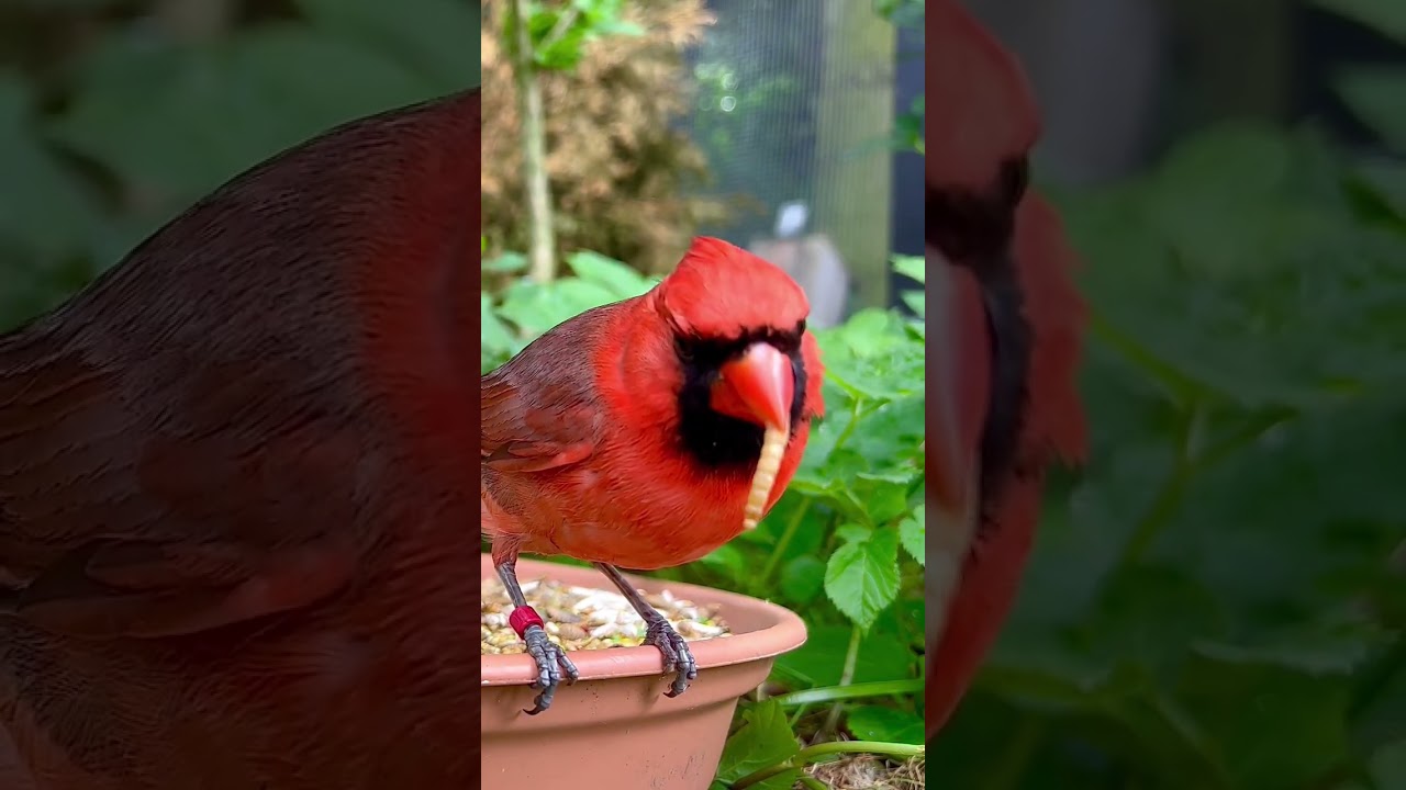 Northern Cardinal | Aviary Birds | Red Cardinal | Softbills