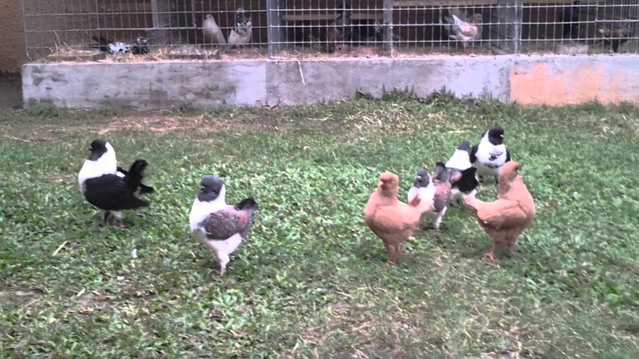 MODENA FANCY PIGEON By LABONG AVIARY PHILIPPINES