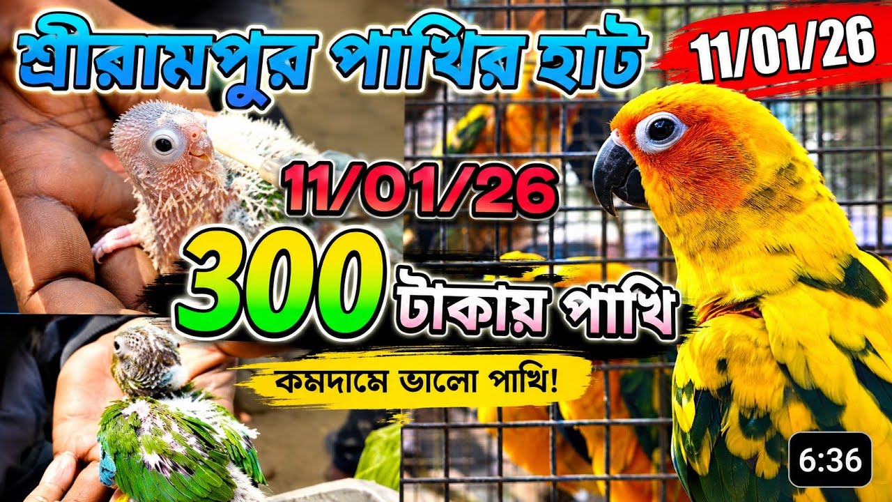 শ্রীরামপুর পাখির হাট ll হ্যান্ড টেম পাখির কালেকশন ll sreerampur bird's price update 