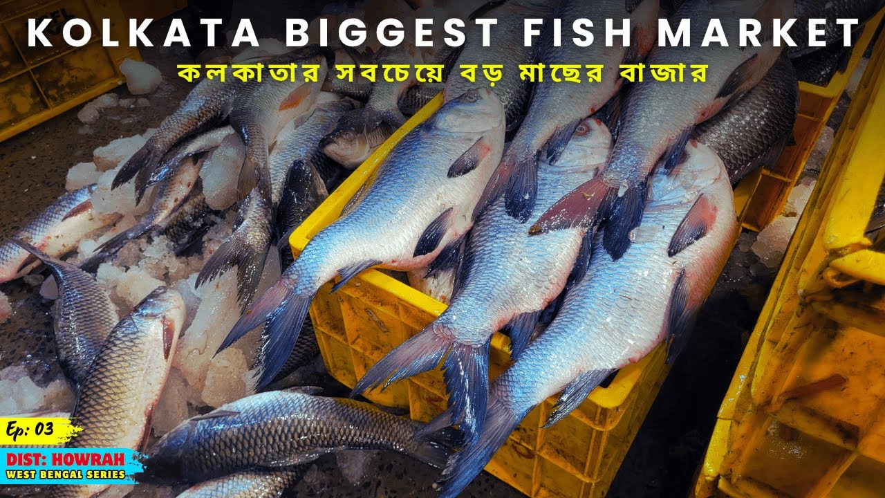 Bengal's biggest - Howrah Wholesale Fish Market | Ep - 03 | Dist: Howrah, West Bengal | 178