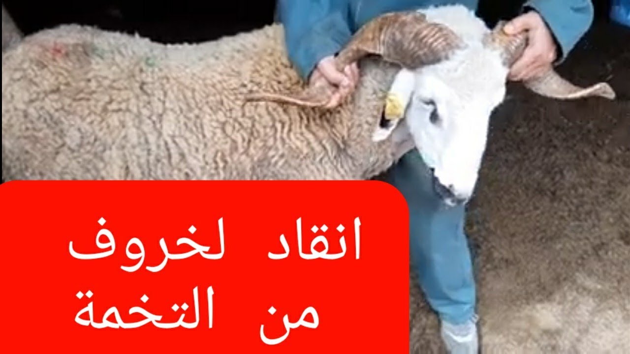 طريقة انقاد الخراف@ والماعز والابقار@ من خطر التخمة