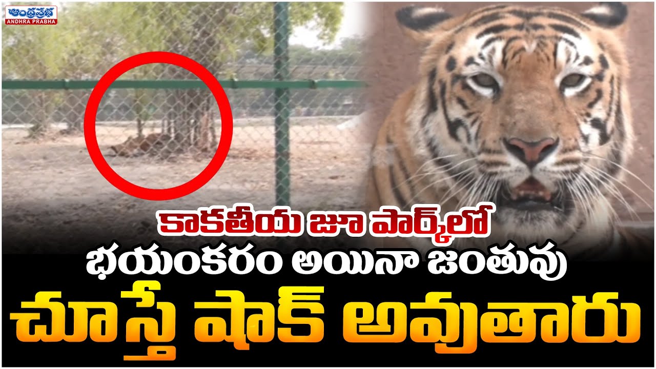 Bengal Tigers in Kakatiya Zoological Park | Warangal | Andhraprabha News