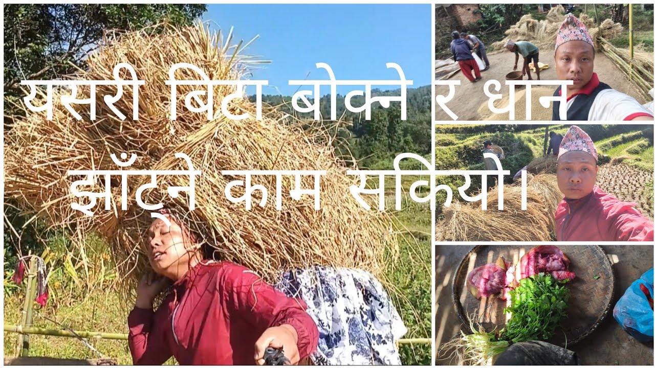 धानको मुठा कस्दा कस्दै जुरेली चरीले मेराे आमाको मनको कुरा भनिदियो २०८२ धान ढुकुटीसम्म हालियो part2
